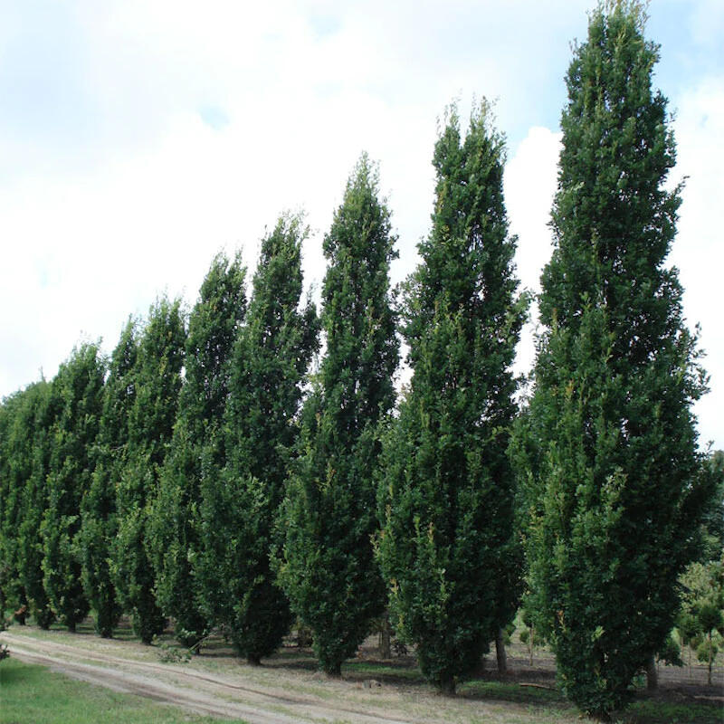 Columnar oak