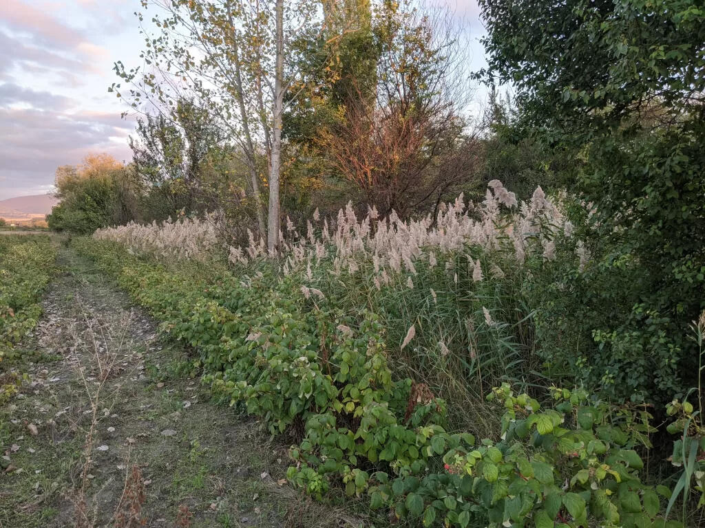 Mixed species shelter-belt