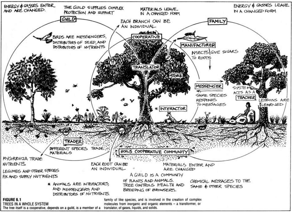 Permaculture Planting Guild