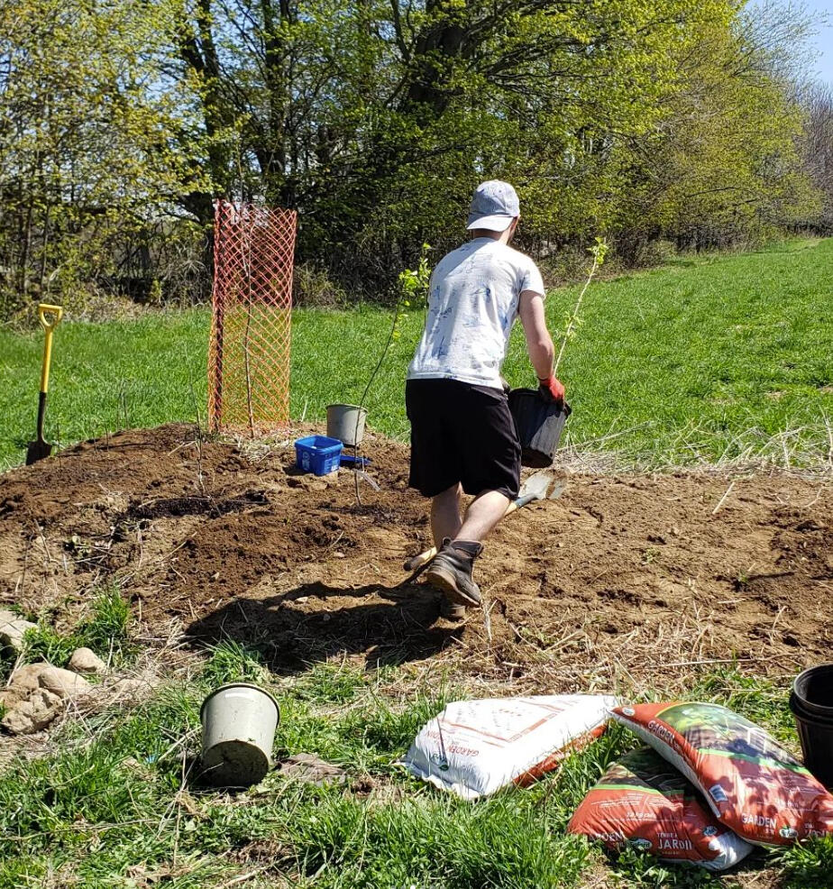 Planting in Shelter-belt Row