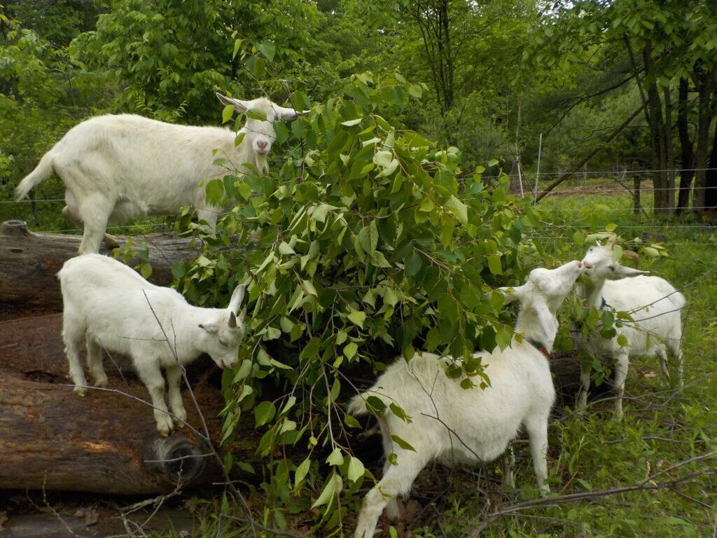 Livestock Fodder